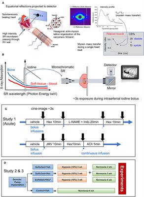 Using Synchrotron Radiation Imaging Techniques to Elucidate the Actions of Hexarelin in the Heart of Small Animal Models